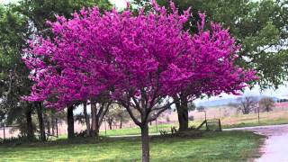 Redbud Trees For Sale [upl. by Enitsrik968]