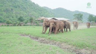 Elephants Run To Greeting A New Rescued Baby Elephant  ElephantNews [upl. by Arob]