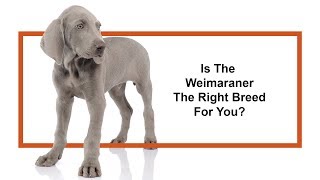 Everything you need to know about Weimaraner puppies 2019 [upl. by Justina]