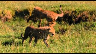 Disneynature  Im Reich der Raubkatzen  Afrikanischer Morgen [upl. by Hedva]