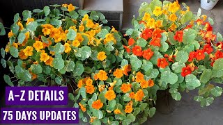 How to Grow Nasturtium from Seeds n Get MAXIMUM Flowers [upl. by Dnomed624]