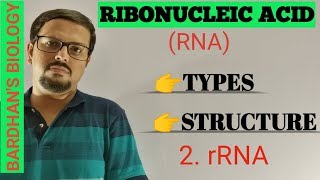 RNA typesstructure amp function 2rRNA Ribosomal RNA [upl. by Saihtam]