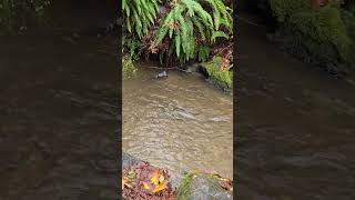 Salmon Returning to Pipers Creek Seattle 1124 [upl. by Budworth610]