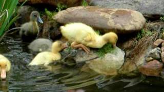 Ducklings swimming in the pond [upl. by Silver]