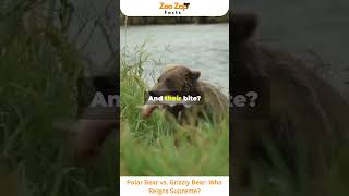 Polar Bear vs Grizzly Bear Who Reigns Supreme bear animals wildlife viralshorts amazingfacts [upl. by Ellimac]