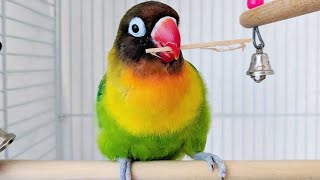 Black Masked Lovebird Sounds and Singing  Yellow Collared Lovebird Sounds [upl. by Bornie]