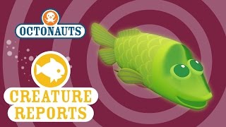 Octonauts Creature Reports  Spookfish [upl. by Wyon]