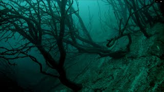 Recreational diving in the Kreidesee Lake Hemmoor  The quotMen Forestquot Germany  august 2020 [upl. by Nysa]