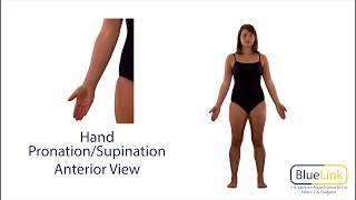 Hand Pronation Supination [upl. by Corinne358]