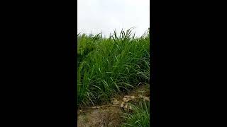 75 days old Super Napier grass for Dairy Farms in Tamil Nadu  Pakchong 1 Super Napier farm in India [upl. by Phip587]