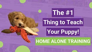 The 1 Thing to Teach Your Puppy Home Alone Training [upl. by Yllib]