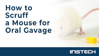 How to Scruff a Mouse for Oral Gavage [upl. by Akram]