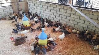 Reban Anak ayam kampung asli [upl. by Eilrac]