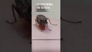 Fly Feeds on Milk The TseTse Fly [upl. by Atnoed]