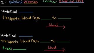 Umbilical Vessels  Umbilical Veins and Umbilical Arteries [upl. by Atiuqrahc577]