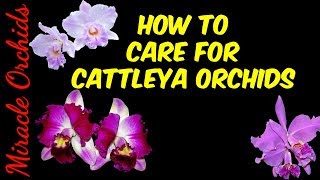 How care for cattleya orchids  watering fertilizing reblooming repotting [upl. by Eramat]