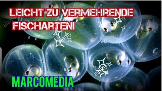 Leicht zu vermehrende Fischarten fürs Aquarium  Teil 2 [upl. by Koa]