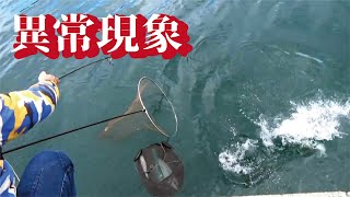 港内が異常すぎ！アホほど釣れる大型魚の現象に一同騒然 [upl. by Yenruoc916]