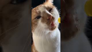 mini cat video  mini billi cat babycat publicdimand catoftheday [upl. by Yve]