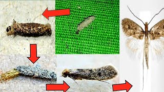 A strange insect is the plaster bagworm and its life cycle is surprising [upl. by Allak]