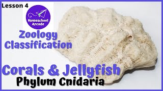 What are Cnidarians Corals amp Jellyfish  Phylum Cnidaria [upl. by Nagaek]