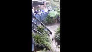 Koala chases zoo keeper and fights with a quokka [upl. by Elnore307]