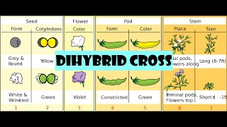 Dihybrid cross [upl. by Nonna]