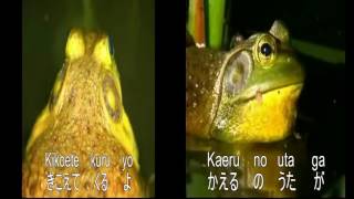 かえるのうた りんしょうバージョン Kaeru no Uta Japanese Frog Song in the round  Chris Commander [upl. by Dincolo605]