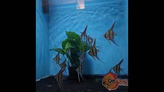 Group of 10 F1 Rio Atabapo Altum Angelfish at Discus America [upl. by Oca]