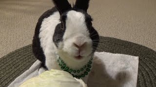 Rabbit eating cabbage ASMR [upl. by Aikahs]