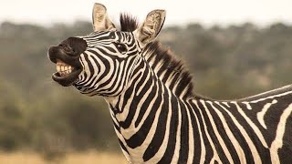 Zebra I Pundamilia [upl. by Philender]