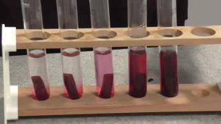 Membrane Permeability Beetroot Practical [upl. by Lockhart]