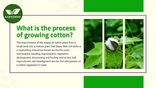 What is the process of growing cotton [upl. by Dilly]