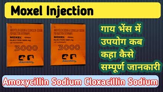 Moxel injection uses in veterinary [upl. by Bullivant]