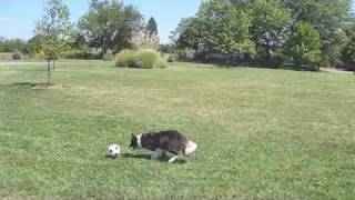 Lily the Amazing Soccer Playing Border Collie [upl. by Avilla352]