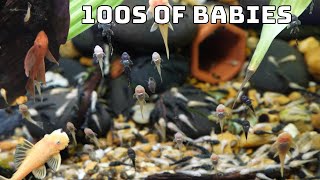 The Easiest Way to Breed Bristlenose Plecos [upl. by Karl]