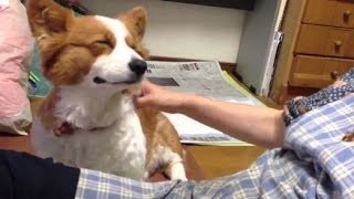 Cute Dogs Demanding Petting Compilation 2014 NEW [upl. by Clementine]