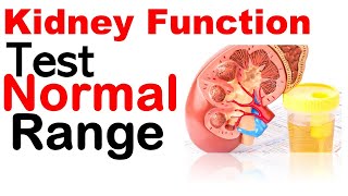 Kidney function test normal range [upl. by Aelc]