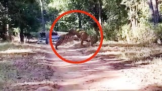 Watch 2 fullgrown Tigers engage in territorial fight [upl. by Airdnaxela]