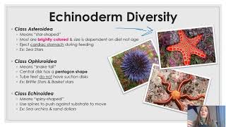 Phylum Echinodermata updated [upl. by Moyers]