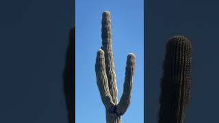 Picacho Peak State Park [upl. by Einahpet]