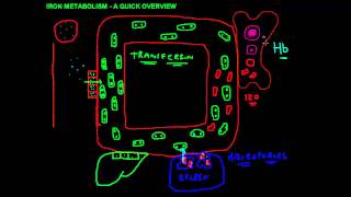 Iron Metabolism  A Quick Overview [upl. by Harifaz48]