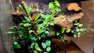 Mourning geckos new home [upl. by Barbra]