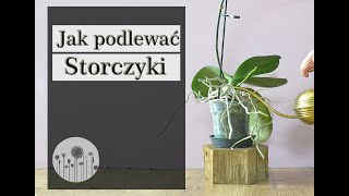 Jak podlewać nawadniać moczyć storczyka [upl. by Kittie]