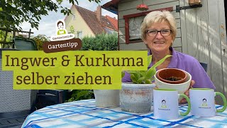 Ingwer und Kurkuma selber ziehen [upl. by Buttaro]