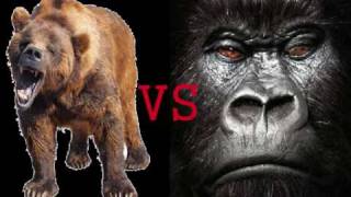 Silverback Gorilla VS Grizzly Bear [upl. by Gillman]