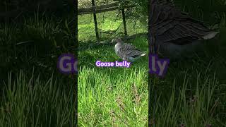 Goose Jerks funny violette1st rage Geese  farm dingbat jerks wild grass William [upl. by Goulden]