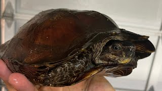 How to Deworm your Turtle Tortoise  Precautionary deworming Heosemys spinosa [upl. by Shani]