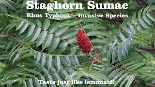 ⟹ STAGHORN SUMAC TREE  Rhus typhina  Its invasive but Im letting it grow an heres why [upl. by Gschu821]