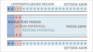 Action Potential Resting Potential amp Refractory Period [upl. by Yellat]